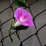 Gartenzaun und Nachhaltigkeit